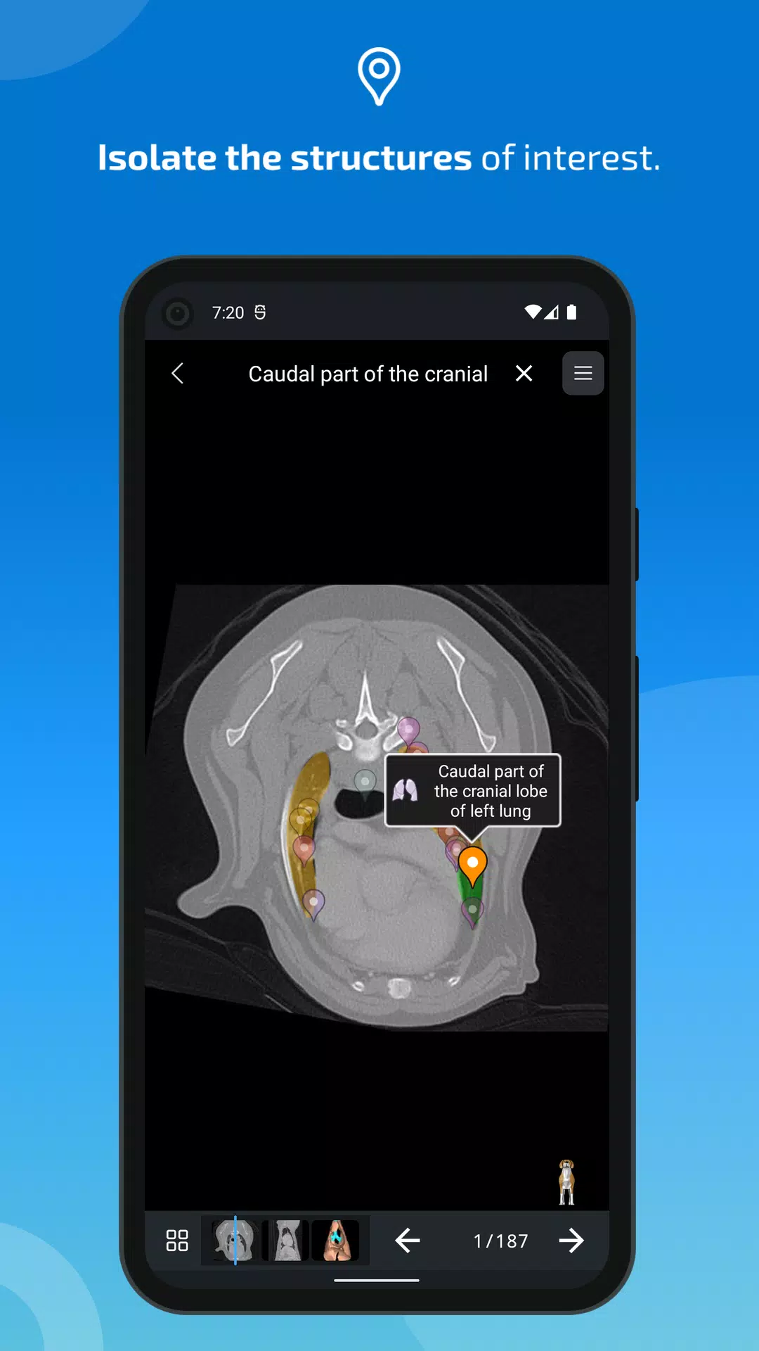 vet-Anatomy Captura de tela 3