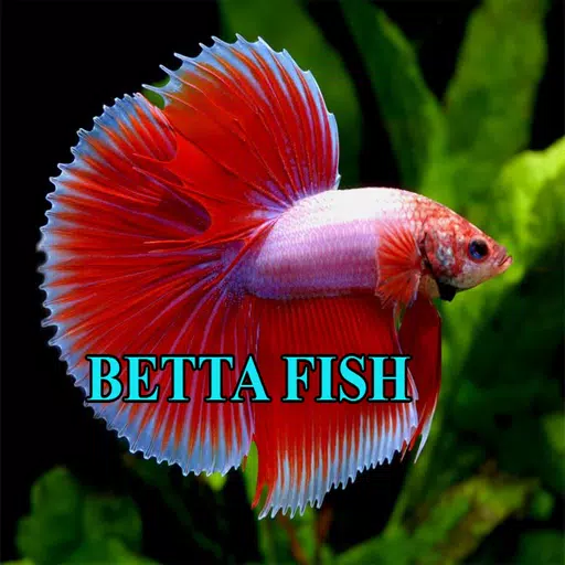 Betta Fish Gallery Tangkapan skrin 1