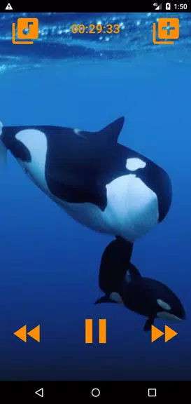 Whales songs to sleep應用截圖第4張