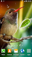 Hummingbirds Live Wallpaper Captura de pantalla 1