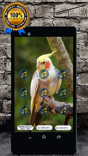 Cockatiel Singing : Cockatiel Sounds应用截图第3张