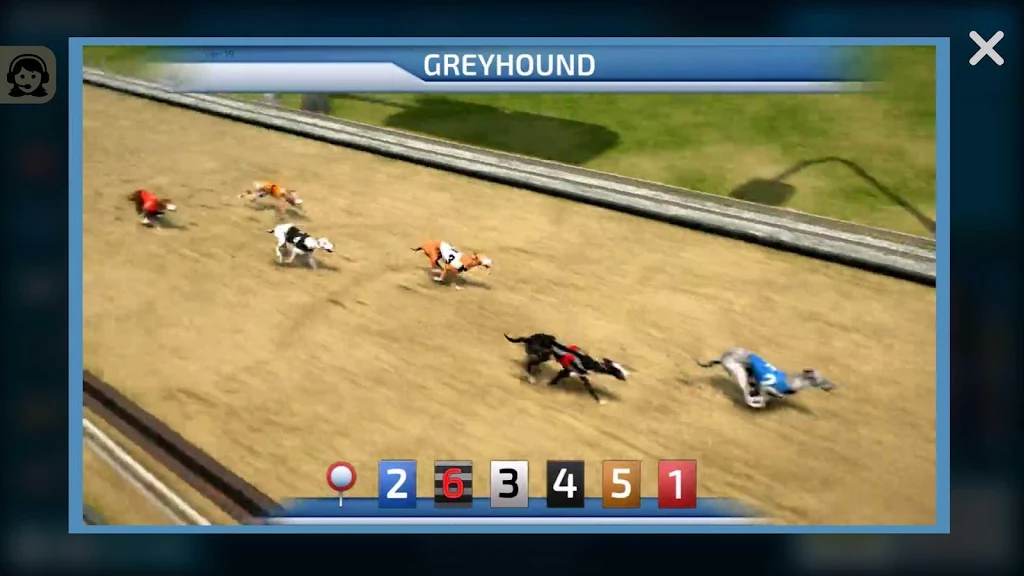 Dogs3D Races Betting 스크린샷 2