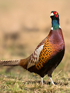 Pheasant sounds Capture d'écran 1