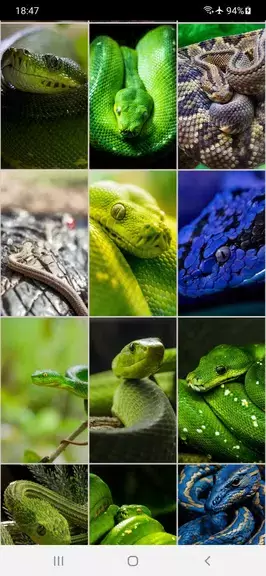 Snake Wallpapers ဖန်သားပြင်ဓာတ်ပုံ 4