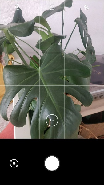 LeafSnap Screenshot 1