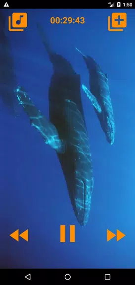 Whales songs to sleep應用截圖第3張