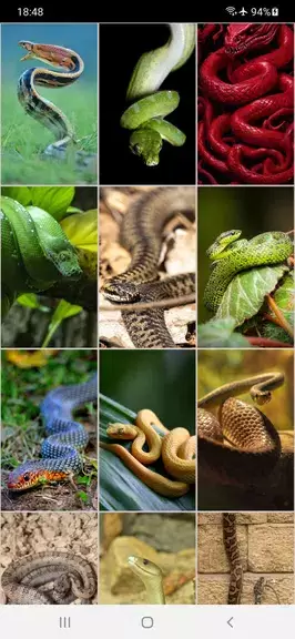 Snake Wallpapers ဖန်သားပြင်ဓာတ်ပုံ 2