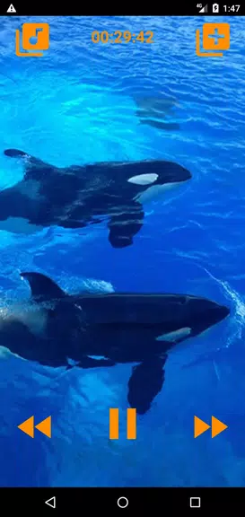 Whales songs to sleep應用截圖第1張