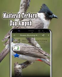 Suara Burung Kutilang Offline Скриншот 2