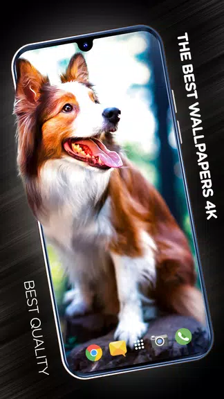 Wallpapers with dogs in 4K應用截圖第1張