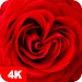 Papéis de parede com rosa 4K